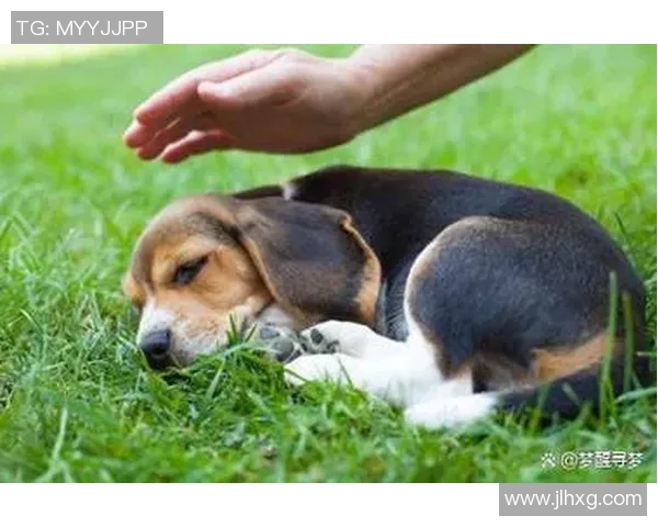 足球明星与爱犬的生活揭秘：他们如何选择和照顾自己的狗狗